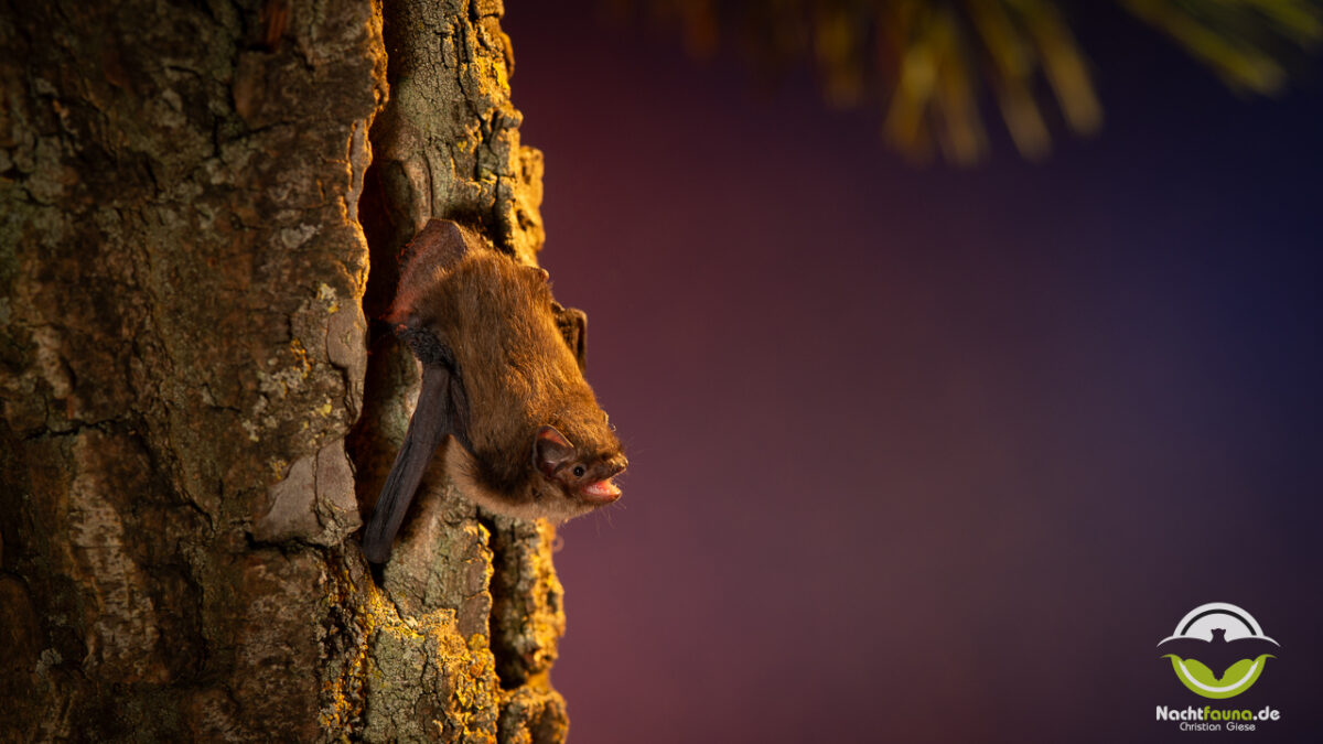 Eine Mückenfledermaus(Pipistrellus pygmaeus) kurz vor dem Abflug aus einer Baumhöhle nach Sonnenuntergang. Foto: Christian Giese