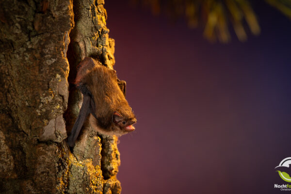 Eine Mückenfledermaus(Pipistrellus pygmaeus) kurz vor dem Abflug aus einer Baumhöhle nach Sonnenuntergang. Foto: Christian Giese