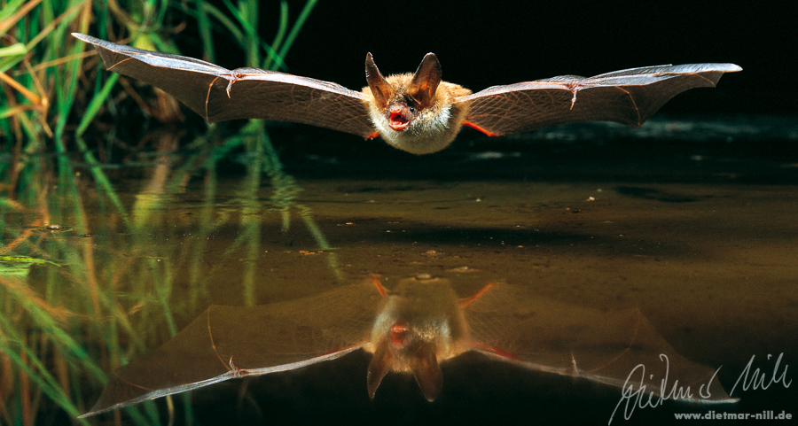 Bechsteinfledermaus im Flug, Myotis bechsteinii, Bechstein's bat in flight, vespertilion de Bechstein