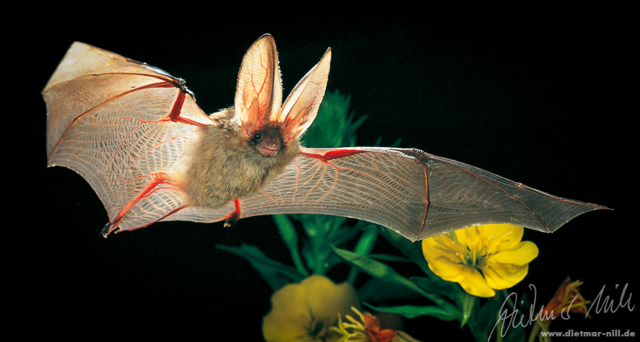 Braunes Langohr (Plecotus auritus) im Flug. Foto: Dietmar Nill.