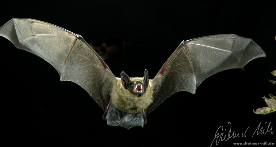 Breitflügelfledermaus (Eptesicus serotinus) im Flug. Foto: Dietmar Nill.