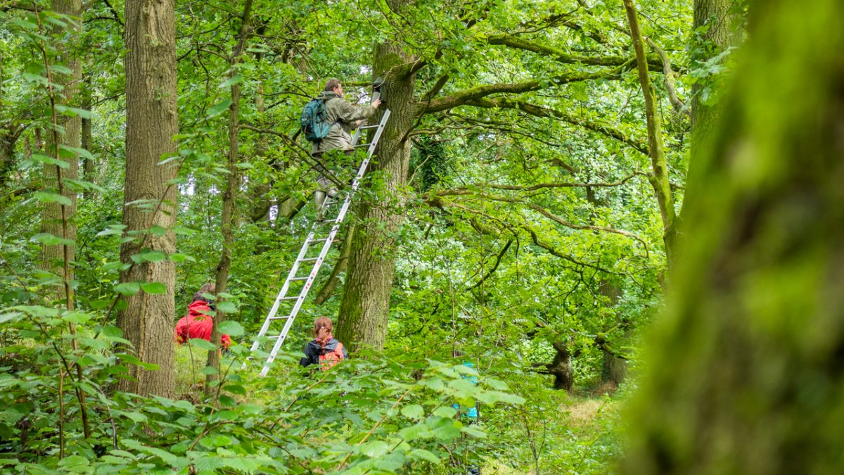 Das Anbringen von Fledermauskästen setzt eine intensive Betreuung voraus.