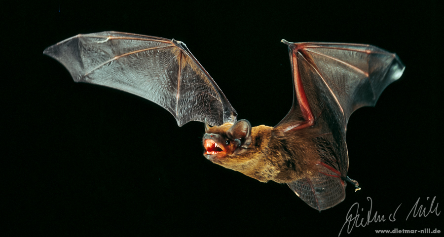 Kleiner Abendsegler (Nyctalus leisleri) im Flug. Foto: Dietmar Nill.