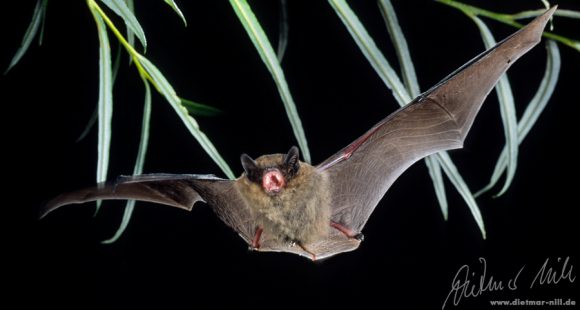 M ckenfledermaus Pipistrellus Pygmaeus Landesfachausschuss m-ckenfledermaus-pipistrellus-pygmaeus-landesfachausschuss