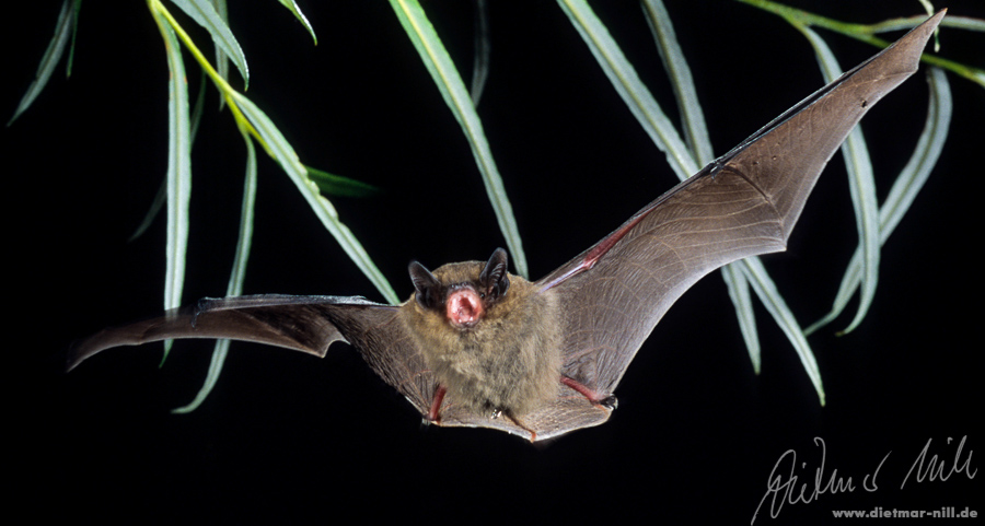 Mückenfledermaus (Pipistrellus pygmaeus) im Flug. Foto: Dietmar Nill.