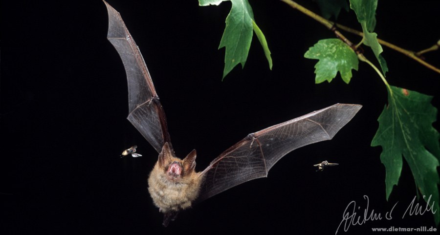 Wimperfledermaus (Myotis emarginatus) im Flug. Foto: Dietmar Nill.