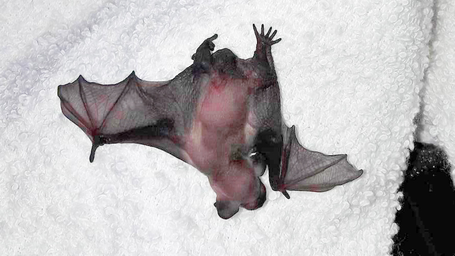 Junge Fledermaus Gefunden Was Nun Landesfachausschuss