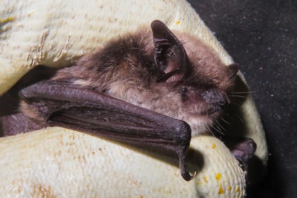 Steppen-Bartfledermaus (Myotis davidii), Foto: Klaus Krainer