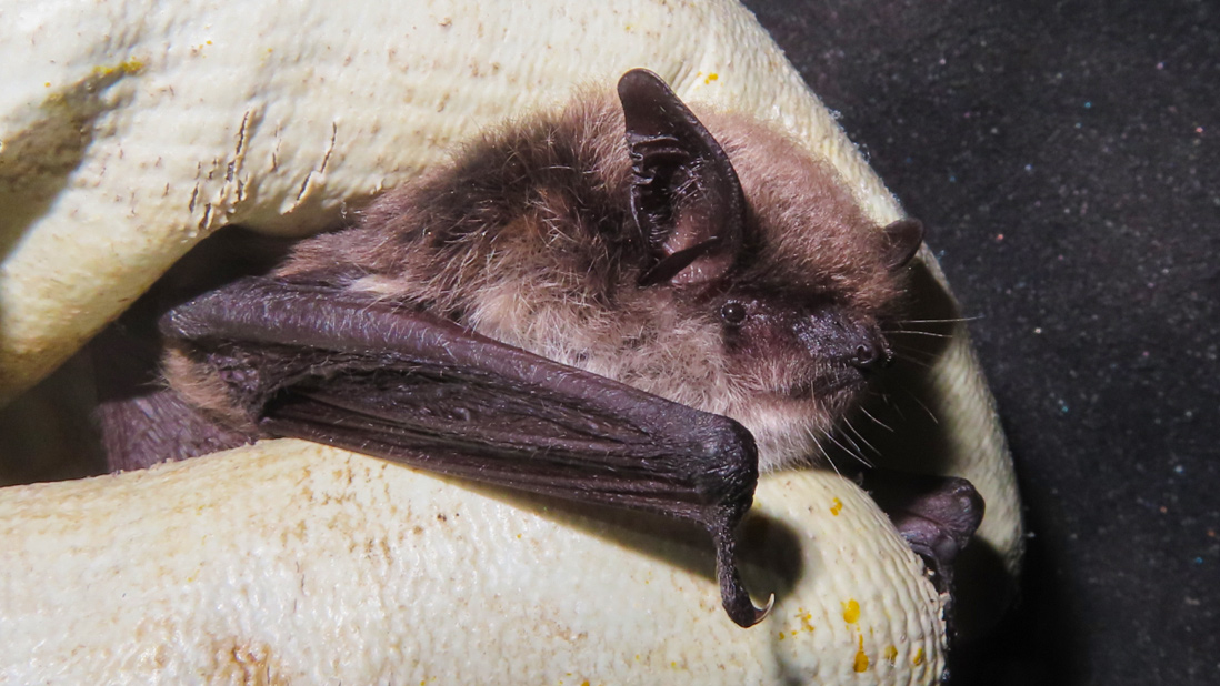 Steppen-Bartfledermaus (Myotis davidii), Foto: Klaus Krainer