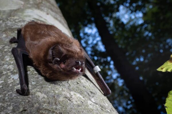 Nyctalus Lasiopterus at Tree by Laura-Torrent
