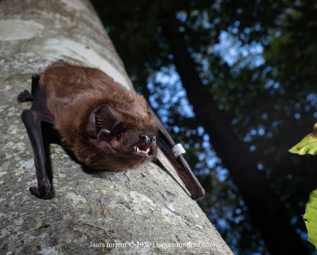 Nyctalus Lasiopterus at Tree by Laura-Torrent