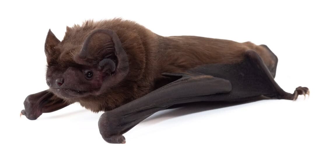 Nyctalus Lasiopterus by Laura-Torrent