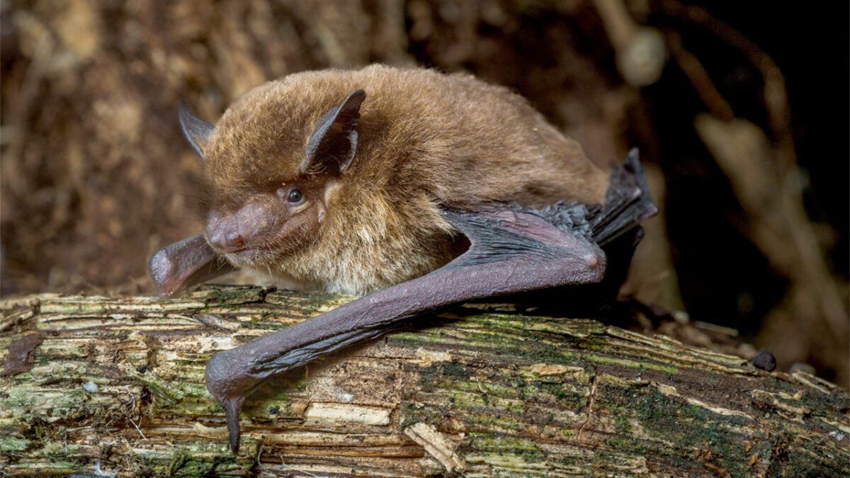 Pipistrellus etula wurde von Laura Torrent entdeckt. Foto: Laura Torrent