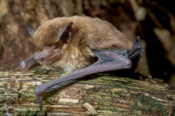 Pipistrellus etula wurde von Laura Torrent entdeckt. Foto: Laura Torrent