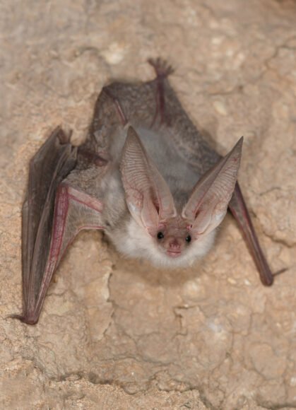 Erstmals lebend fotografiert: Ein seit Jahrzehnten verschollenes Turkestan-Langohr Plecotus turkmenicus bei seiner Wiederentdeckung. Foto: Christian Dietz.