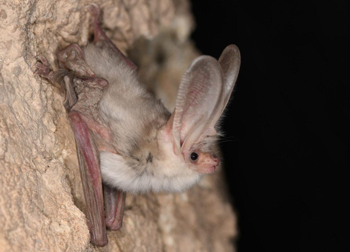 Erstmals lebend fotografiert: Ein seit Jahrzehnten verschollenes Turkestan-Langohr Plecotus turkmenicus bei seiner Wiederentdeckung. Foto: Christian Dietz.