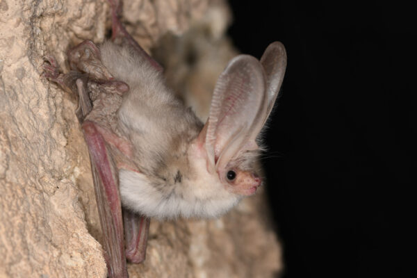 Erstmals lebend fotografiert: Ein seit Jahrzehnten verschollenes Turkestan-Langohr Plecotus turkmenicus bei seiner Wiederentdeckung. Foto: Christian Dietz.