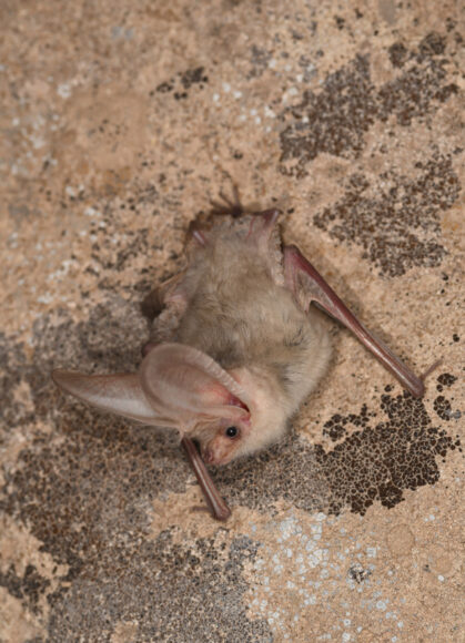 Turkestan-Langohr Plecotus turkmenicus. Foto: Christian Dietz.